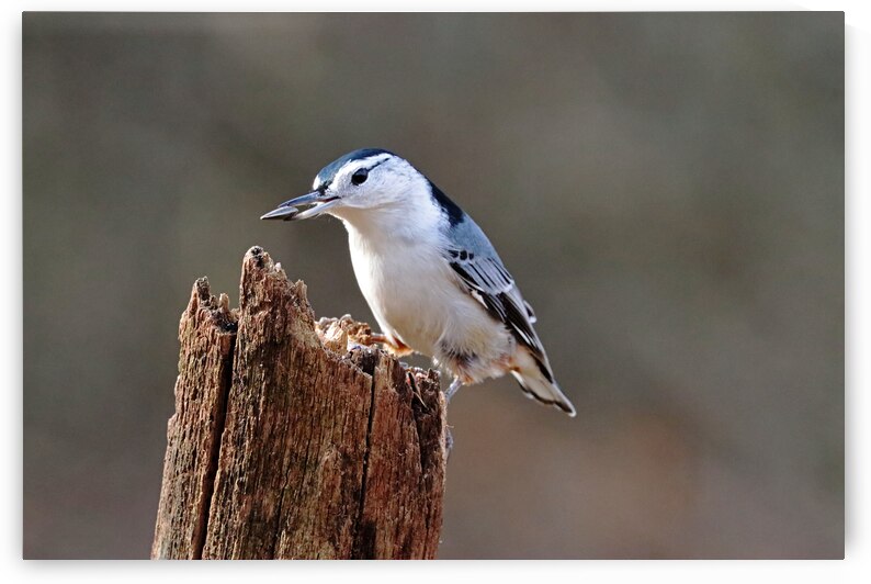White Breasted Nuthatch With Sunflower Seed by Deb Oppermann