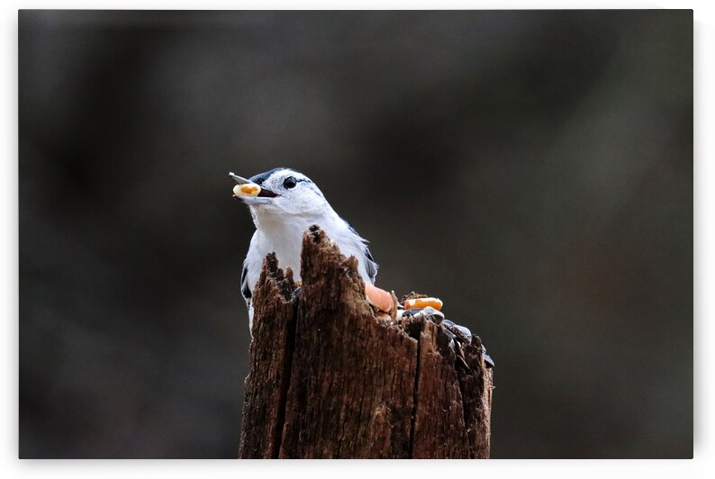 White Breasted Nuthatch With Peanut by Deb Oppermann