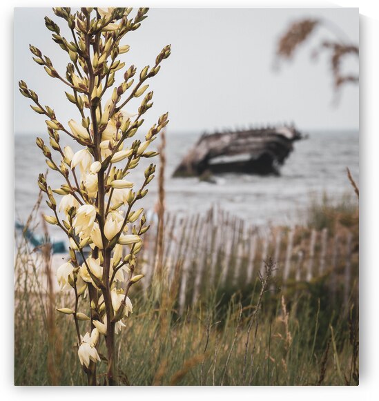 Yellow Flowers and a Shipwreck by Jason Fink