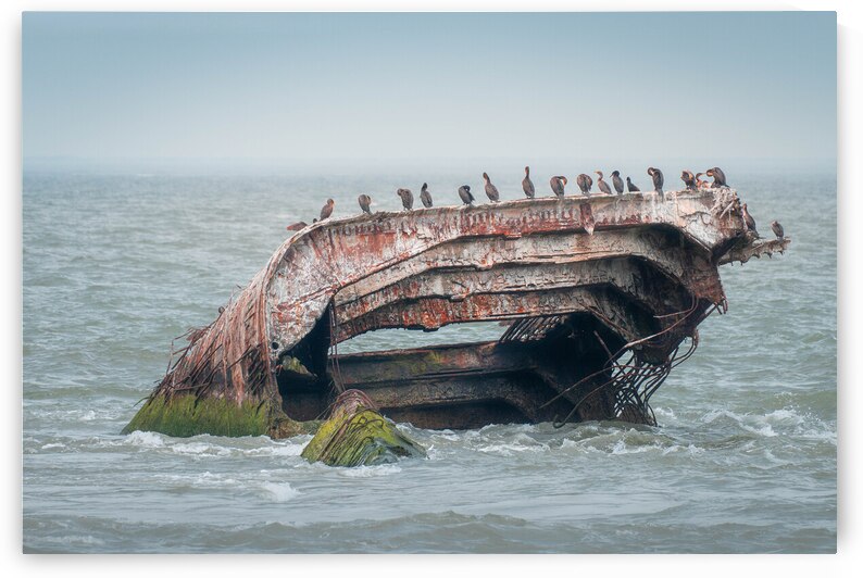 Cormorants on a Shipwreck by Jason Fink