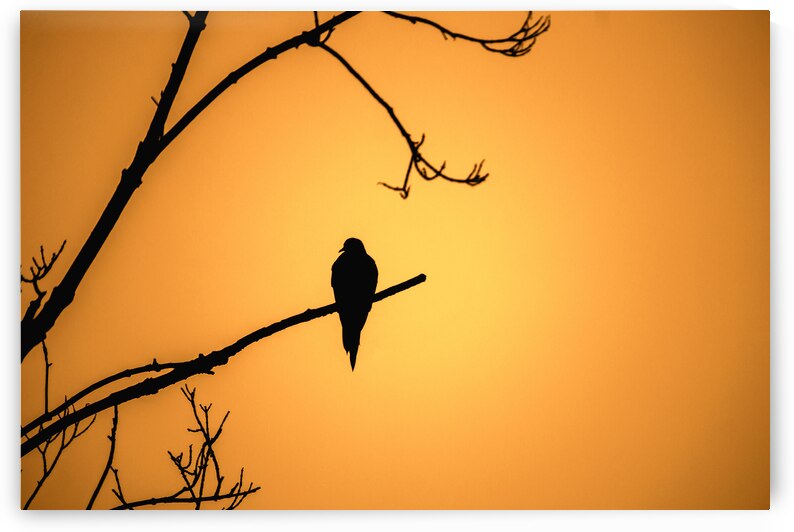 Bird Silhouette Orange by Jason Fink