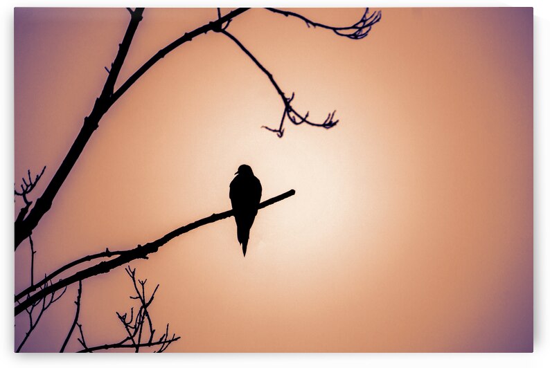 Bird Silhouette Sunset by Jason Fink