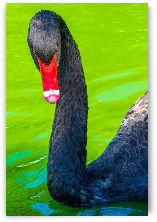 Black Swan Intense Stare by Jason Fink