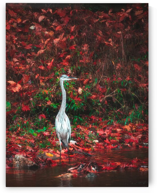 Blue Heron and Red Autumn Leaves by Jason Fink