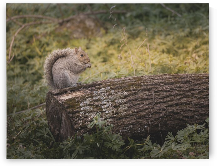 A Squirell on a Log  by Jason Fink