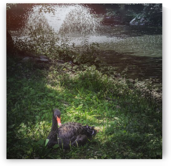 Black Swan and Water Fountain by Jason Fink