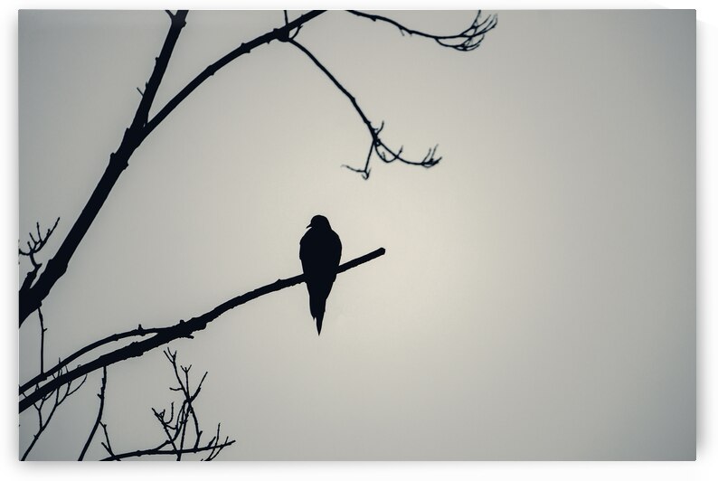 Bird Silhouette Grey by Jason Fink