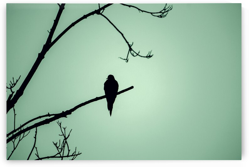 Bird Silhouette Green by Jason Fink