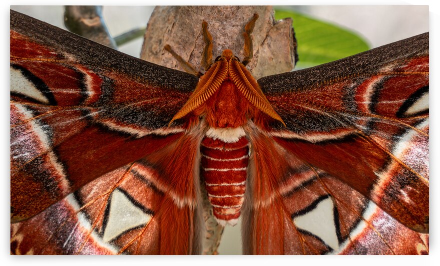 Atlas Moth Close Up by Jason Fink