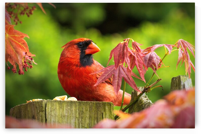 Northern Cardinal Closeup by Jason Fink