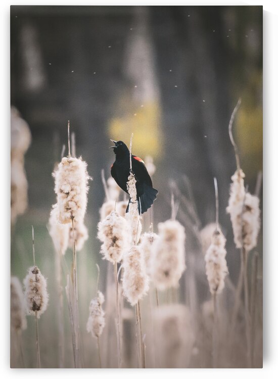 Red Wing Black Bird on Cattails by Jason Fink