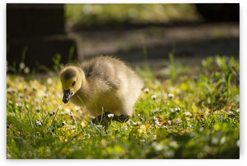 Gosling in the Grass by Jason Fink