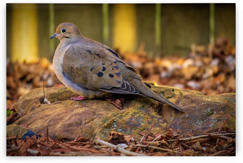 Mourning Dove on a Rock by Jason Fink