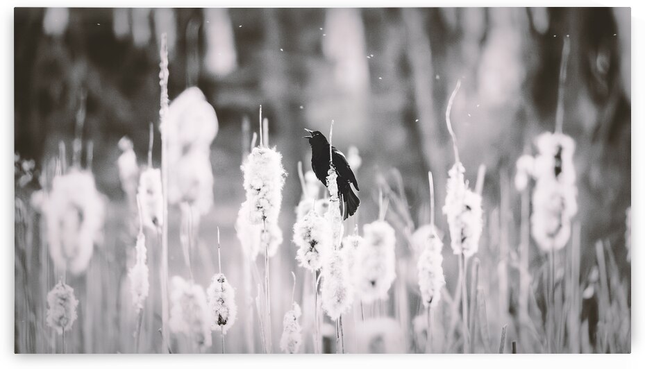 Red Shouldered Black Bird Black and White by Jason Fink