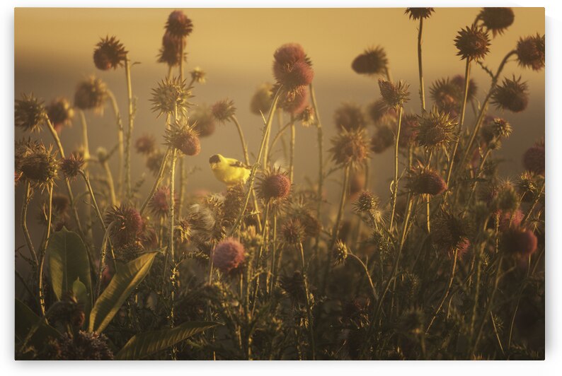 Golden Finch in the Thistle by Jason Fink