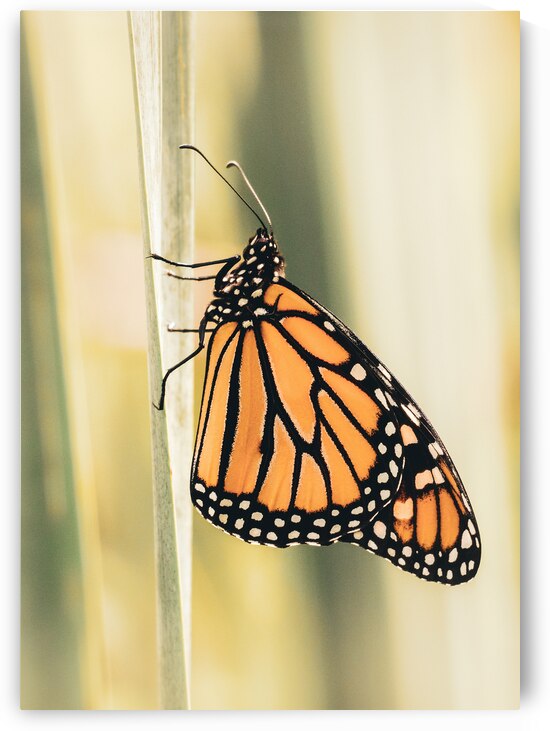 Solitary Monarch by Jason Fink