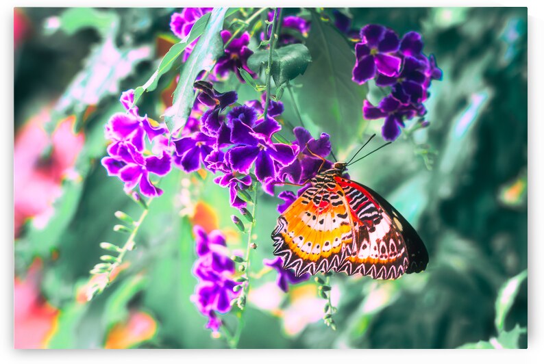 Maylay Lacewing Butterfly on Purple Flower by Jason Fink