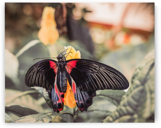 Scarlet Mormon Butterfly by Jason Fink