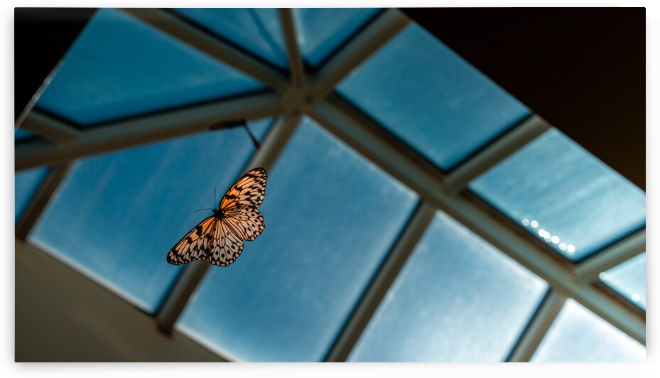 Flying High in the Atrium by Jason Fink