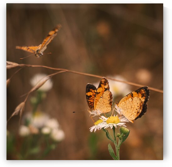 Pearl Crescent Butterflies by Jason Fink