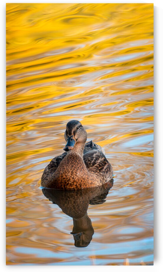 Mallard on Golden Waters by Jason Fink