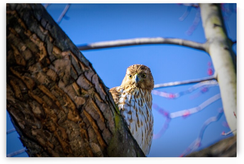 Juvenile Sharp Shinned Hawk Peaking by Jason Fink