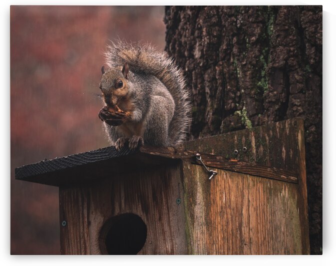 Squirrel on a Birdhouse   Rainy Autumn by Jason Fink