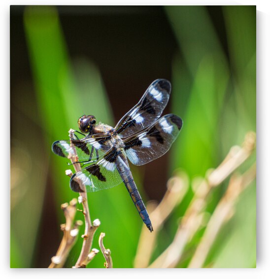 Twelve Spotted Skimmer   Back by Jason Fink