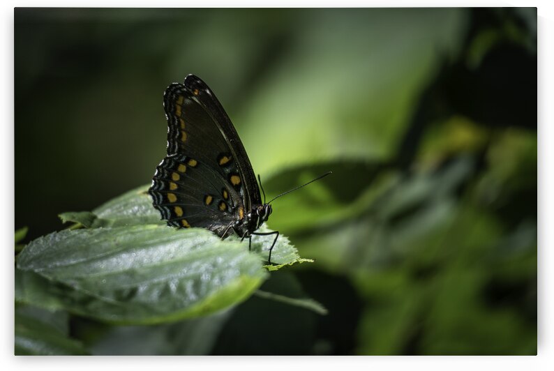 Red Spotted Purple Admiral Butterfly by Jason Fink
