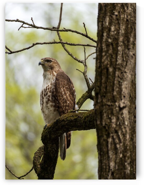 Red Tailed Hawk in the Parkway Vertical by Jason Fink