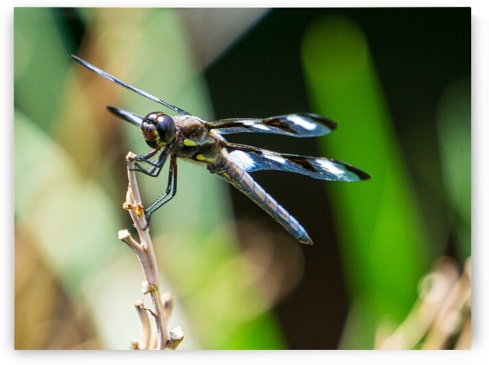 Twelve Spotted Skimmer Front by Jason Fink