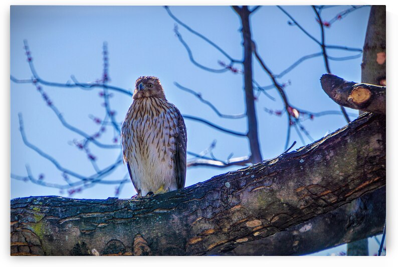 Juvenile Sharp Shinned Hawk Straight On by Jason Fink