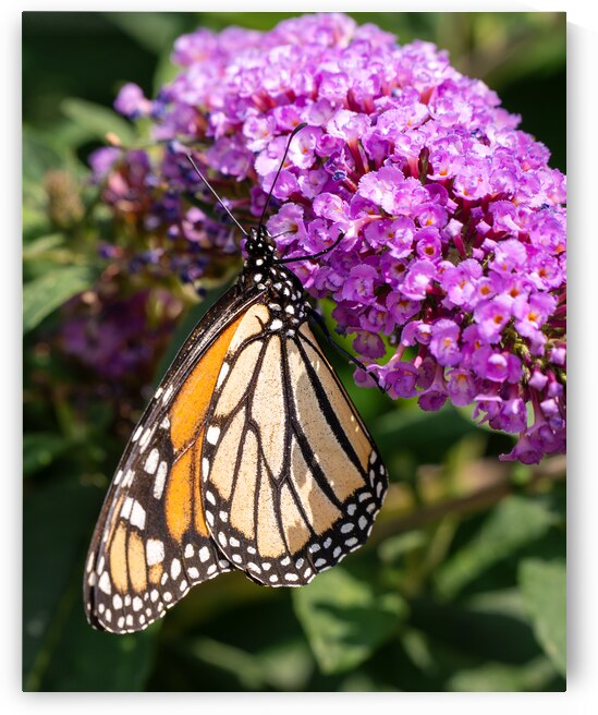 Monarch in the Garden by Jason Fink
