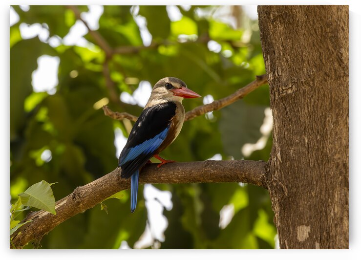 Grey headed kingfisher Amboseli National Park Kenya by Randy Roy Photography