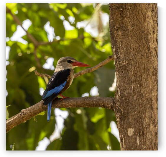 Grey headed kingfisher Amboseli National Park Kenya by Randy Roy Photography