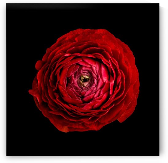 Anemone_2 by Lily Markovic