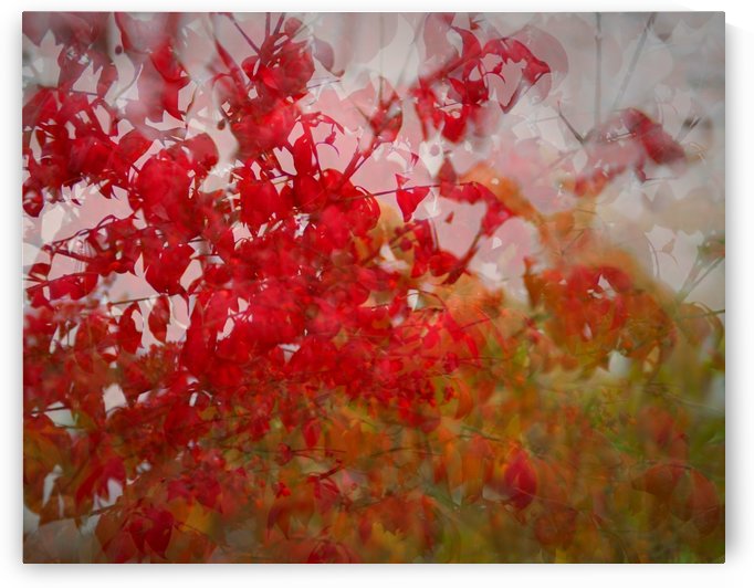 Burnning Bush by Lily Markovic