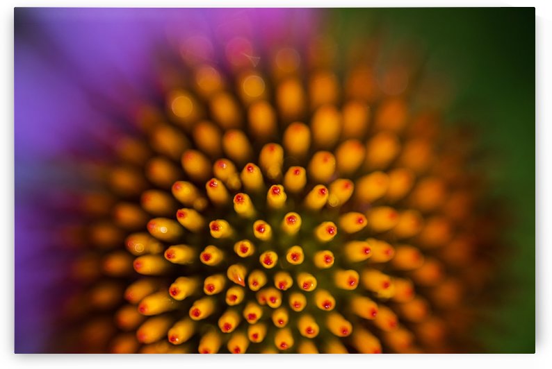Flower Abstract by Lily Markovic