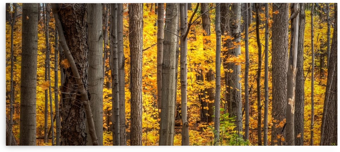 Yellow Autumn by Lily Markovic