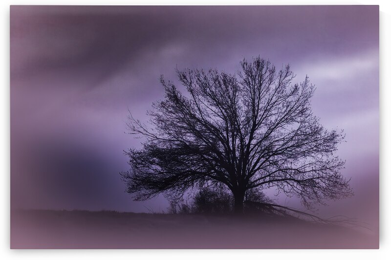  Moonlight  Hilltop Tree Perfection by Norma Brandsberg Photography