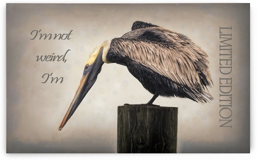  Not Weird But Limited Edition by Norma Brandsberg Photography