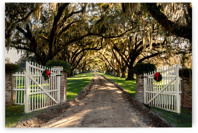 Tomotley   Plantation Christmas  by Norma Brandsberg Photography