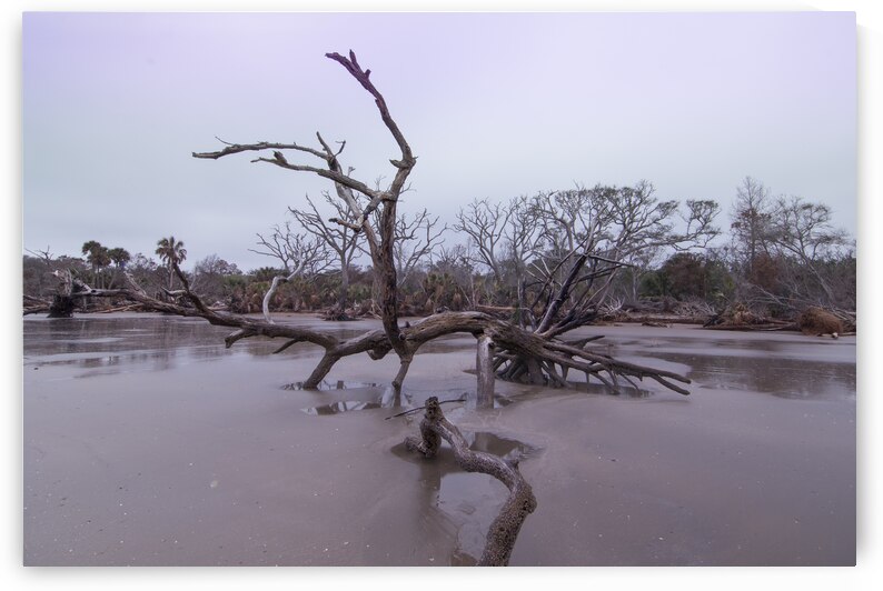 Botany Bay Live Oak Tree Beauty on the Beach by Norma Brandsberg Photography