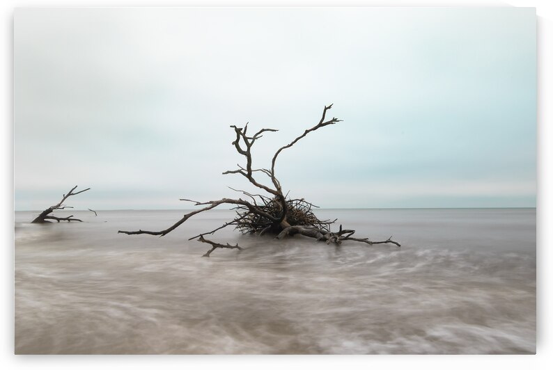 Botany Bay Tree 2 by Norma Brandsberg Photography