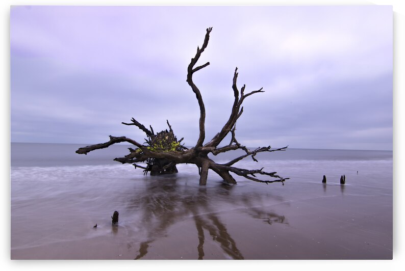 Botany Bay Live Oak Tree Reflections by Norma Brandsberg Photography