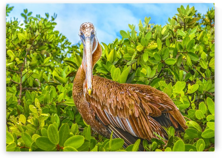 Big Pelican at Top of Tree , Galapagos Island, Ecuador by Daniel Ferreia Leites Ciccarino