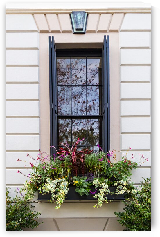 Charleston Window Box Flowers by Norma Brandsberg Photography