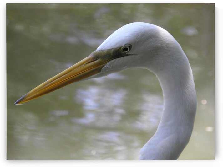 heron family portrait by Carinou Art