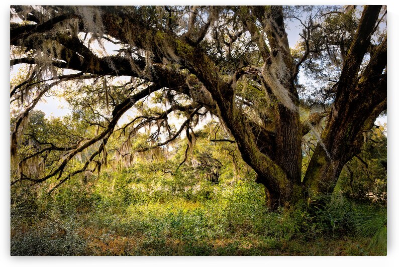Hampton Plantation  Live Oak Tree by Norma Brandsberg Photography