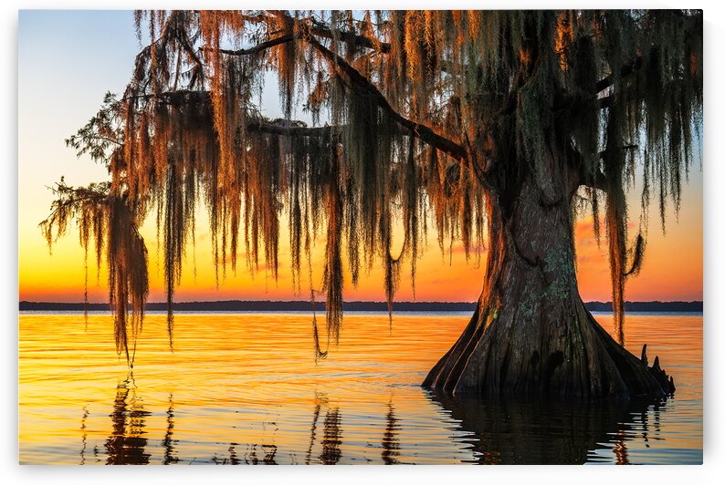 Light Catcher by Andy Crawford